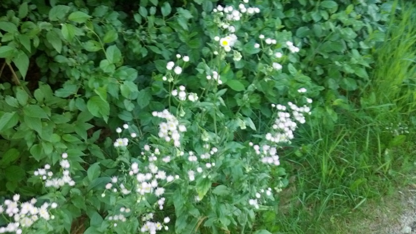 Pretty white flowers along the side of the path