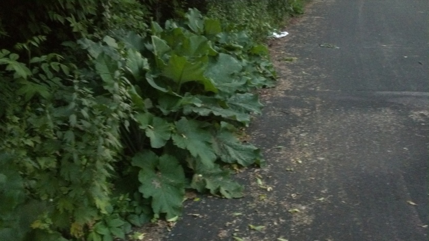 Giant, untended Rhubarb