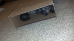 Cat-in-the-box